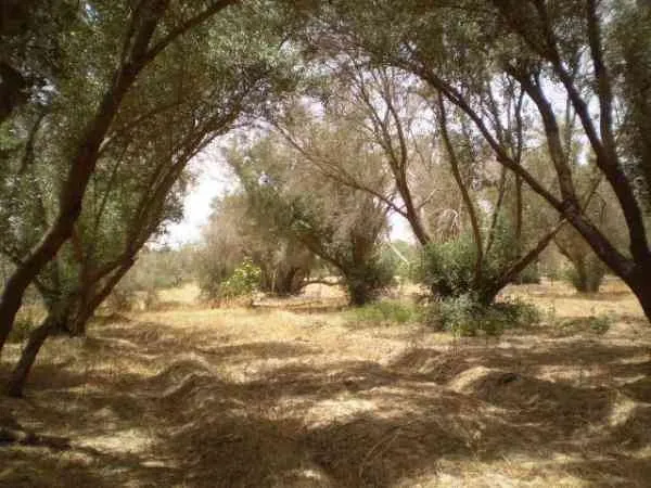Terrain 5000M² à vendre à taroudant - تارودانت