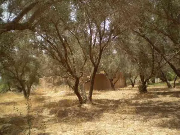 Terrain 5000M² à vendre à taroudant - تارودانت (2)