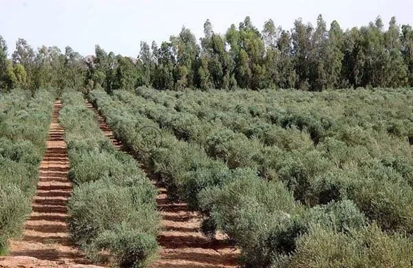 ferme rentable à Meknès - طنجة