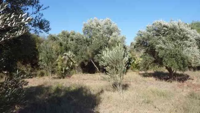 Exploitation 2hectare Avendre àTaroudant - تارودانت