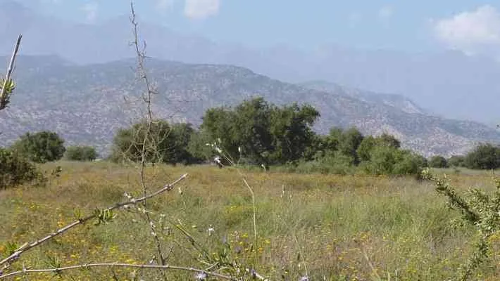 Terrain  2hectares  à vendre à Taroudant - تارودانت