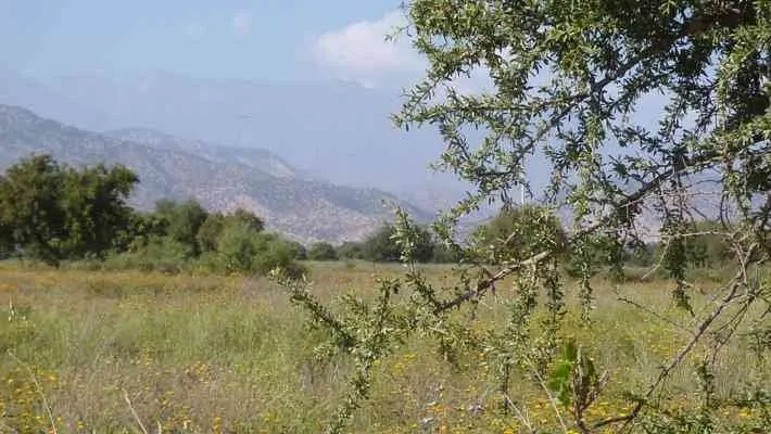 Terrain  2hectares  à vendre à Taroudant - تارودانت (4)