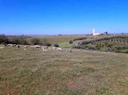 Un terrain agricol de 10000 m2 - tifelt (3)