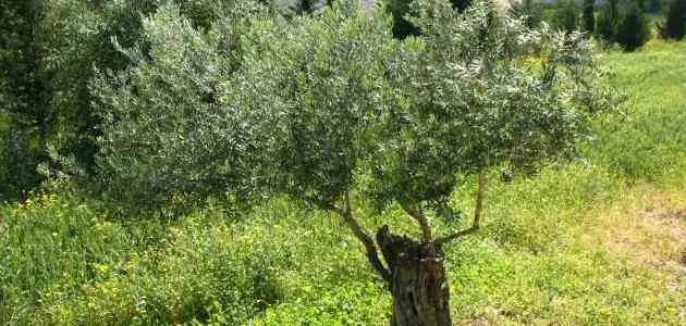 Terrain a vendre - طنجة (3)