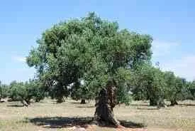 Terrain a vendre - طنجة (2)