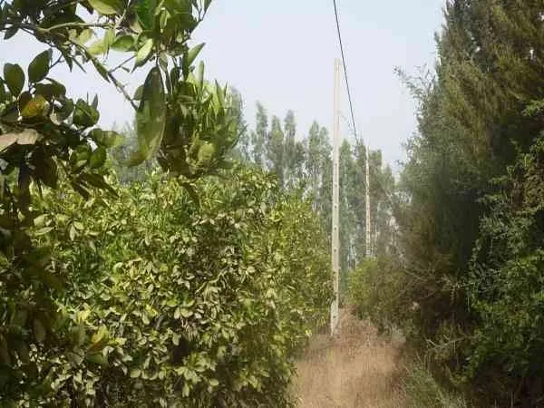 Ferme de 4 hectares TITRE à vendre à Taroudan - تارودانت