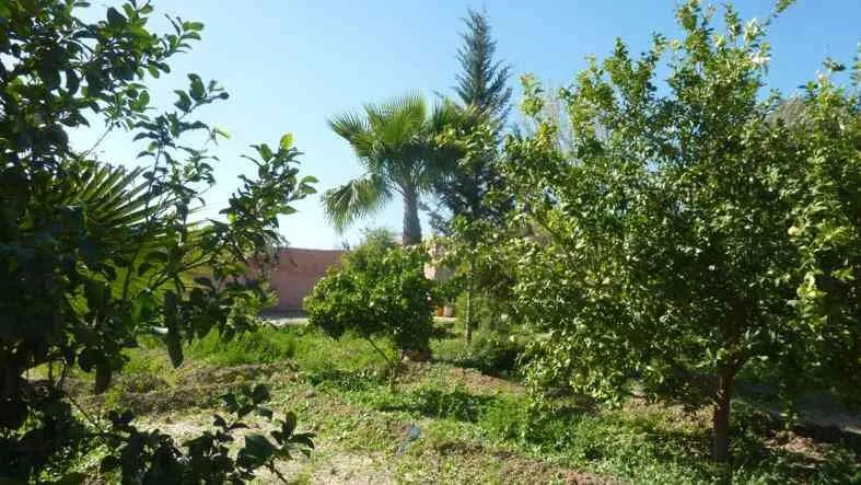 Terrain 3000M avendre à 1Km de Taroudant - تارودانت (3)