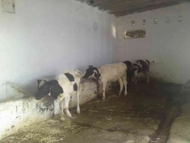 Ferme de 3,5 hectares - طنجة