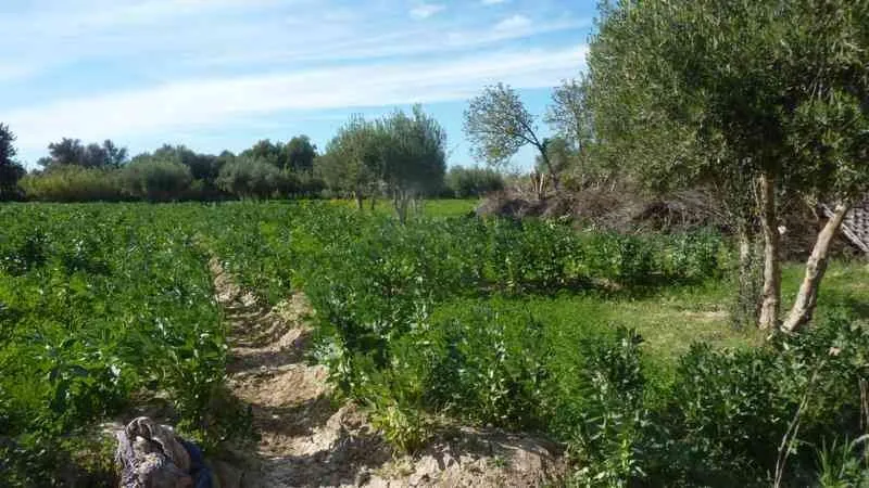 Terrain à vendre à Taroudant - تارودانت (2)