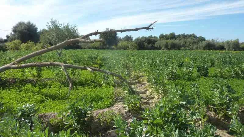 Terrain à vendre à Taroudant - تارودانت (3)