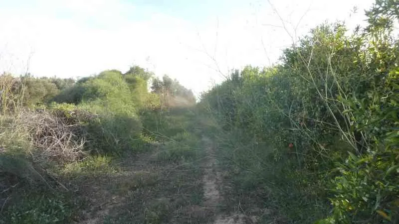 Exploitation 2 hectr à Taroudant - تارودانت (2)