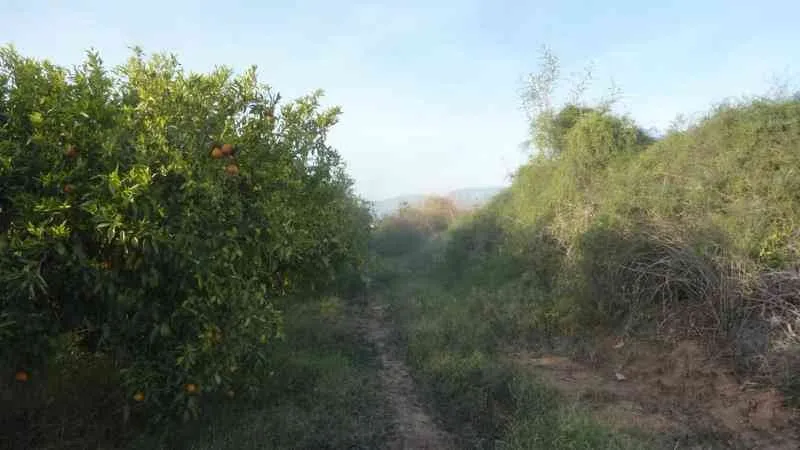 Exploitation 2 hectr à Taroudant - تارودانت