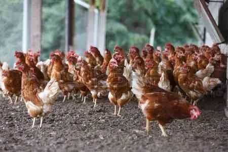 UNE FERME A VENDRE - خريبكة (4)