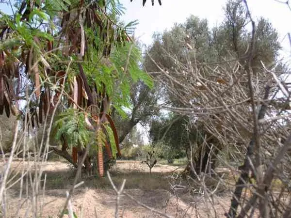 Terrain 4000M a VENDRE A TAROUDANT - تارودانت (2)