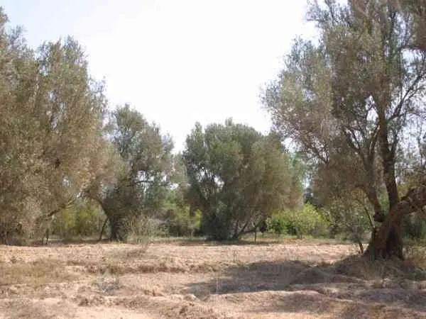 Terrain 4000M a VENDRE A TAROUDANT - تارودانت