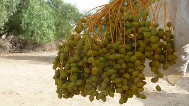 3 maisons à vendre à 16 km de taroudant - تارودانت (2)