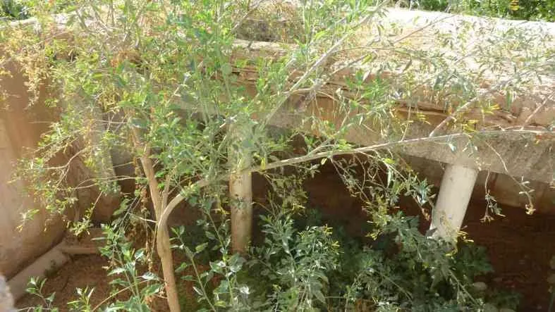 Maison à rénover à vendre à Taroudant - تارودانت (2)