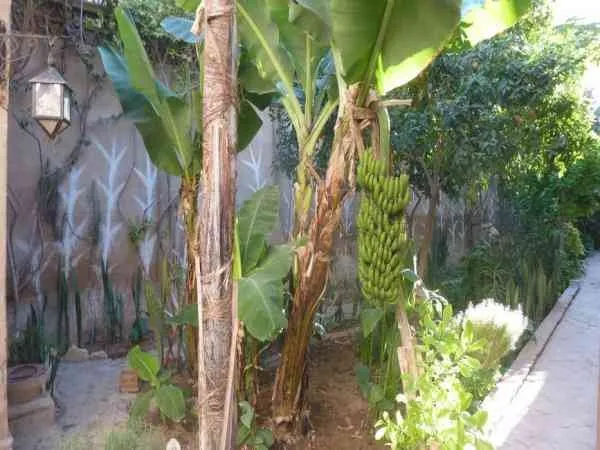 Riad à vendre au ceour de Taroudant - تارودانت (3)