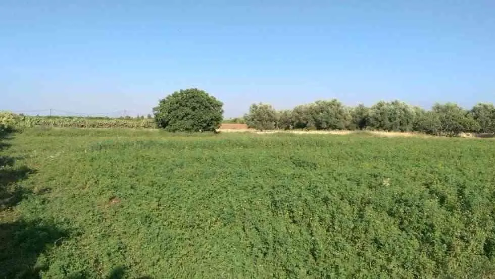 Terrain - مراكش (3)