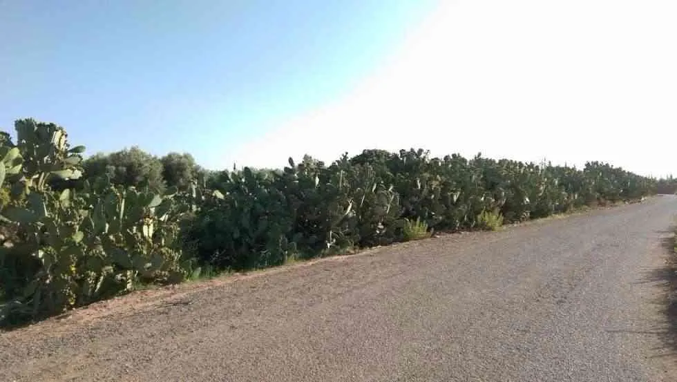 Terrain - مراكش (2)