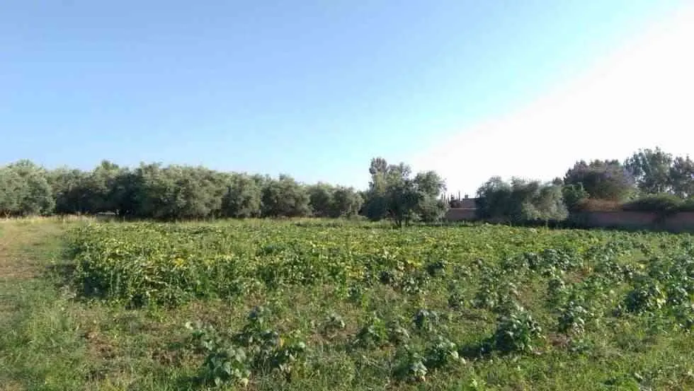 Terrain - مراكش (4)