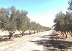 Terrain a vendre - مراكش