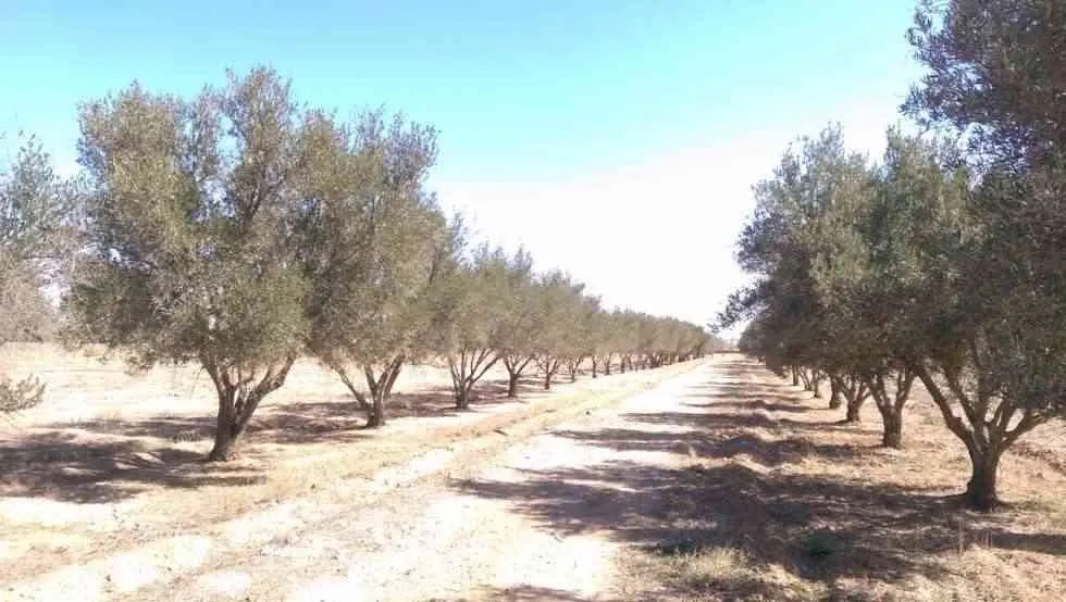 Terrain a vendre - مراكش (3)