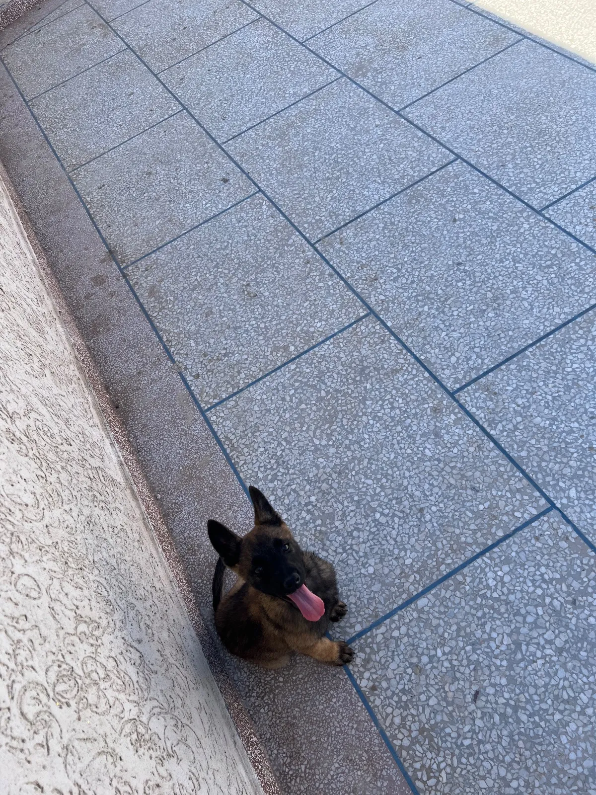 Whatsapp 0661688016Malinois charboni avec carnet de vaccination - الدار البيضاء (6)