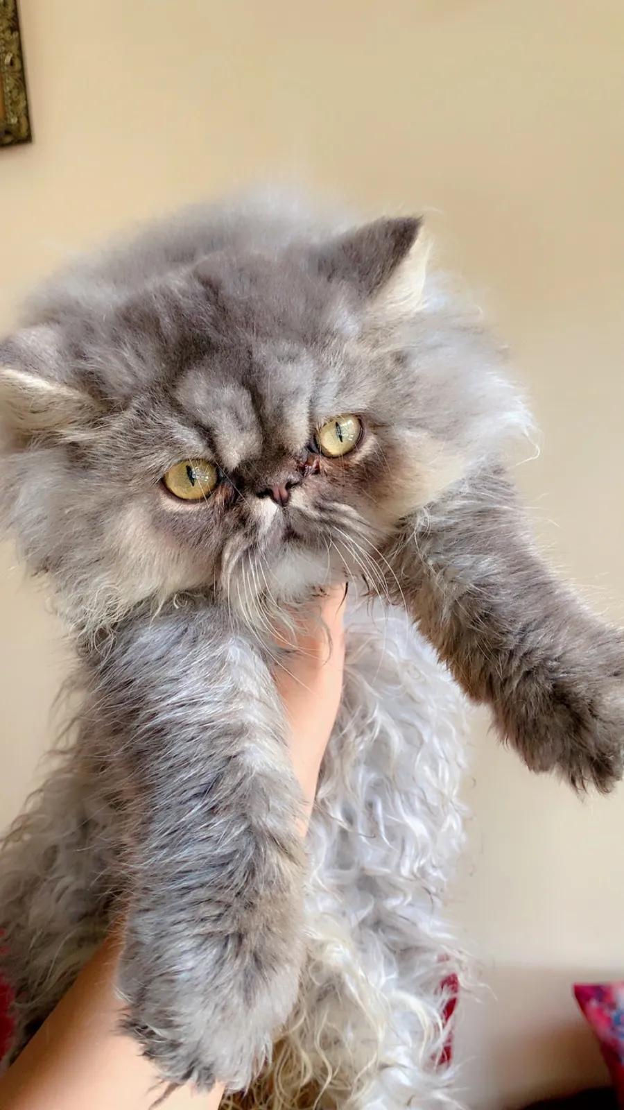 Chat male et femelle persian pure race - بوسكورة (5)