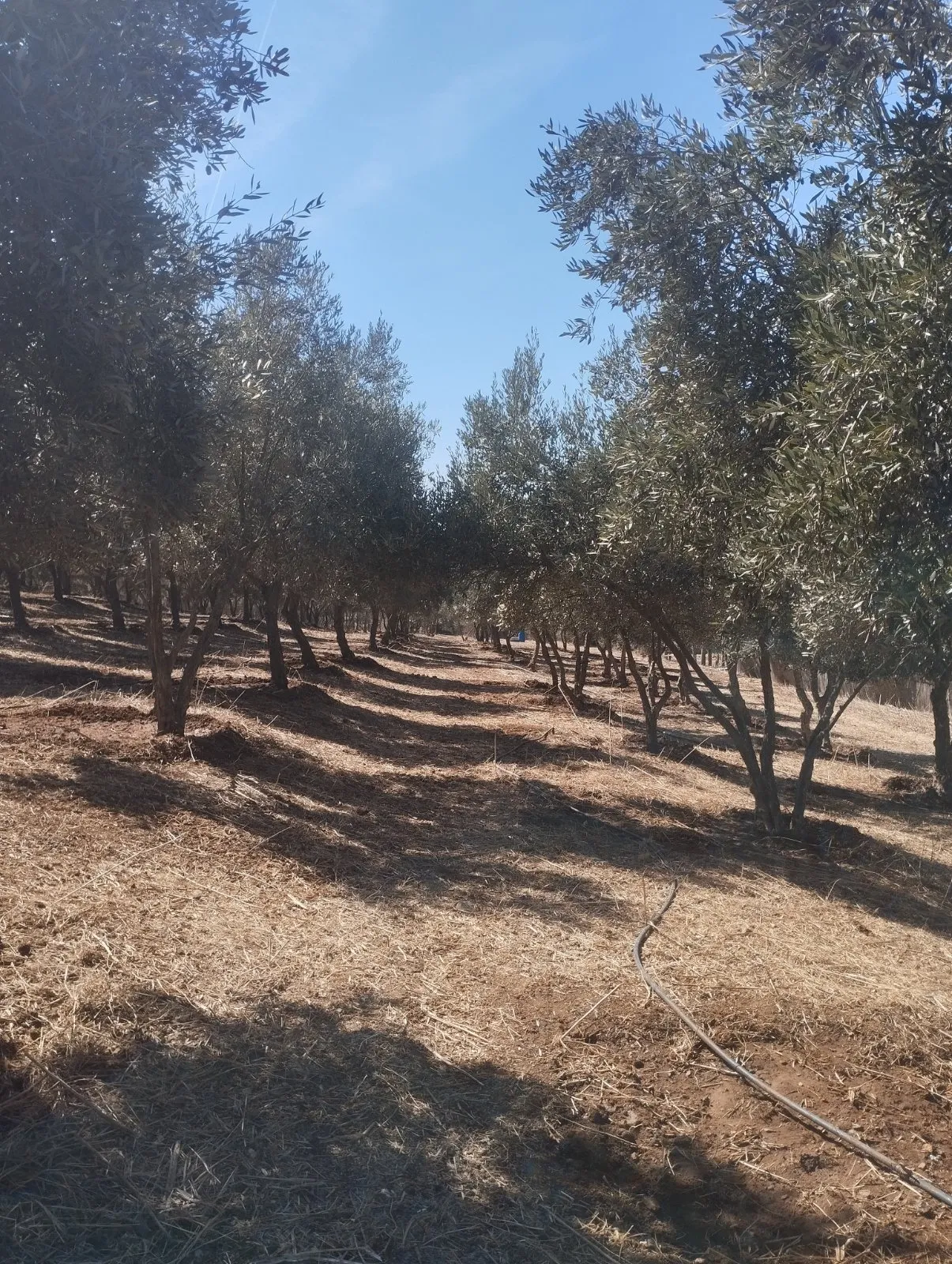 Olives à vendre - الدار البيضاء (3)