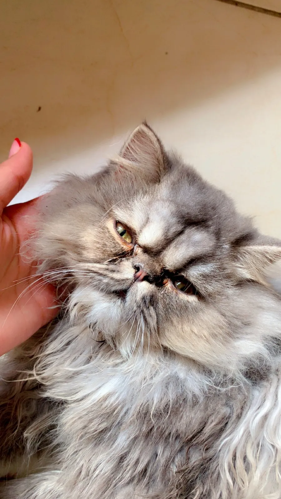 Chat male et femelle persian pure race - بوسكورة (6)