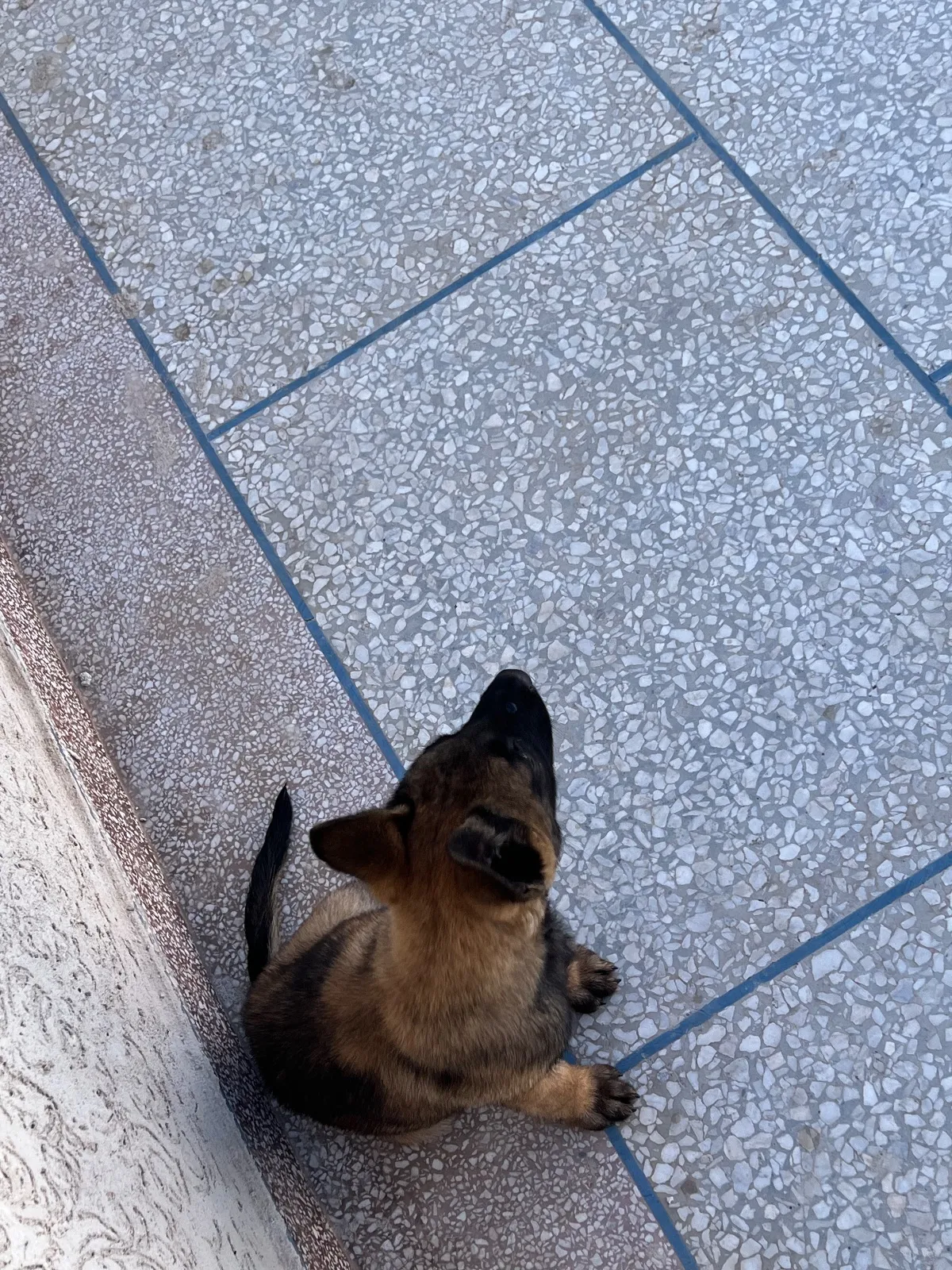 Whatsapp 0661688016Malinois charboni avec carnet de vaccination - الدار البيضاء (3)