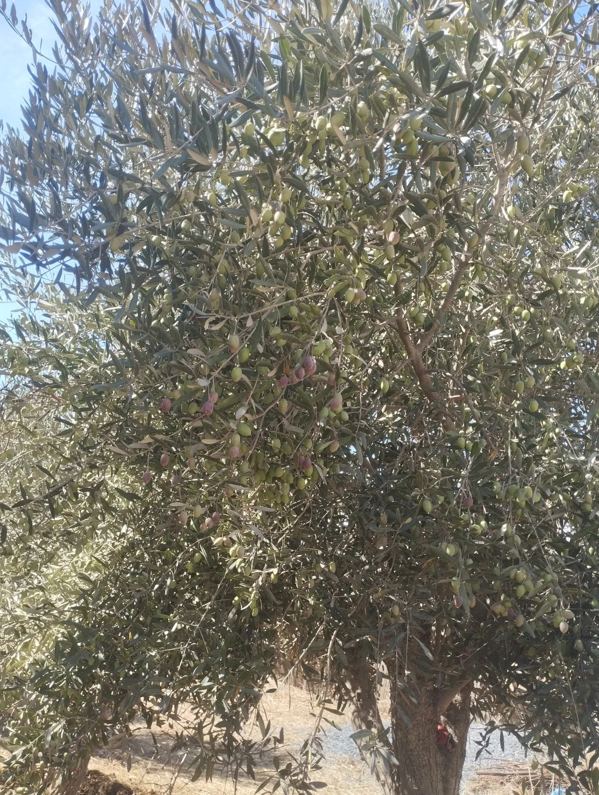 Olives à vendre - الدار البيضاء (2)