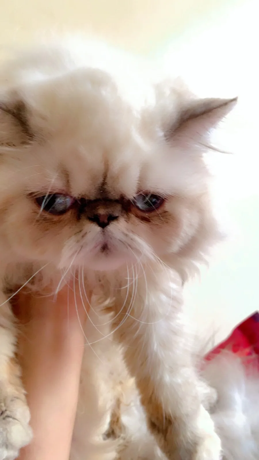 Chat male et femelle persian pure race - بوسكورة (2)
