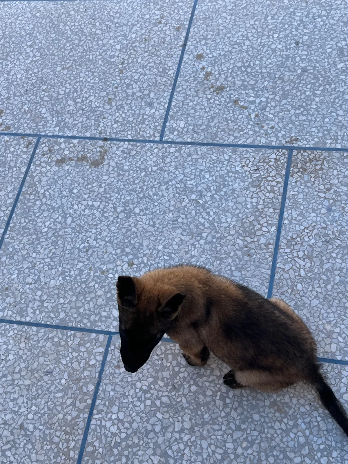 Whatsapp 0661688016Malinois charboni avec carnet de vaccination - الدار البيضاء (4)