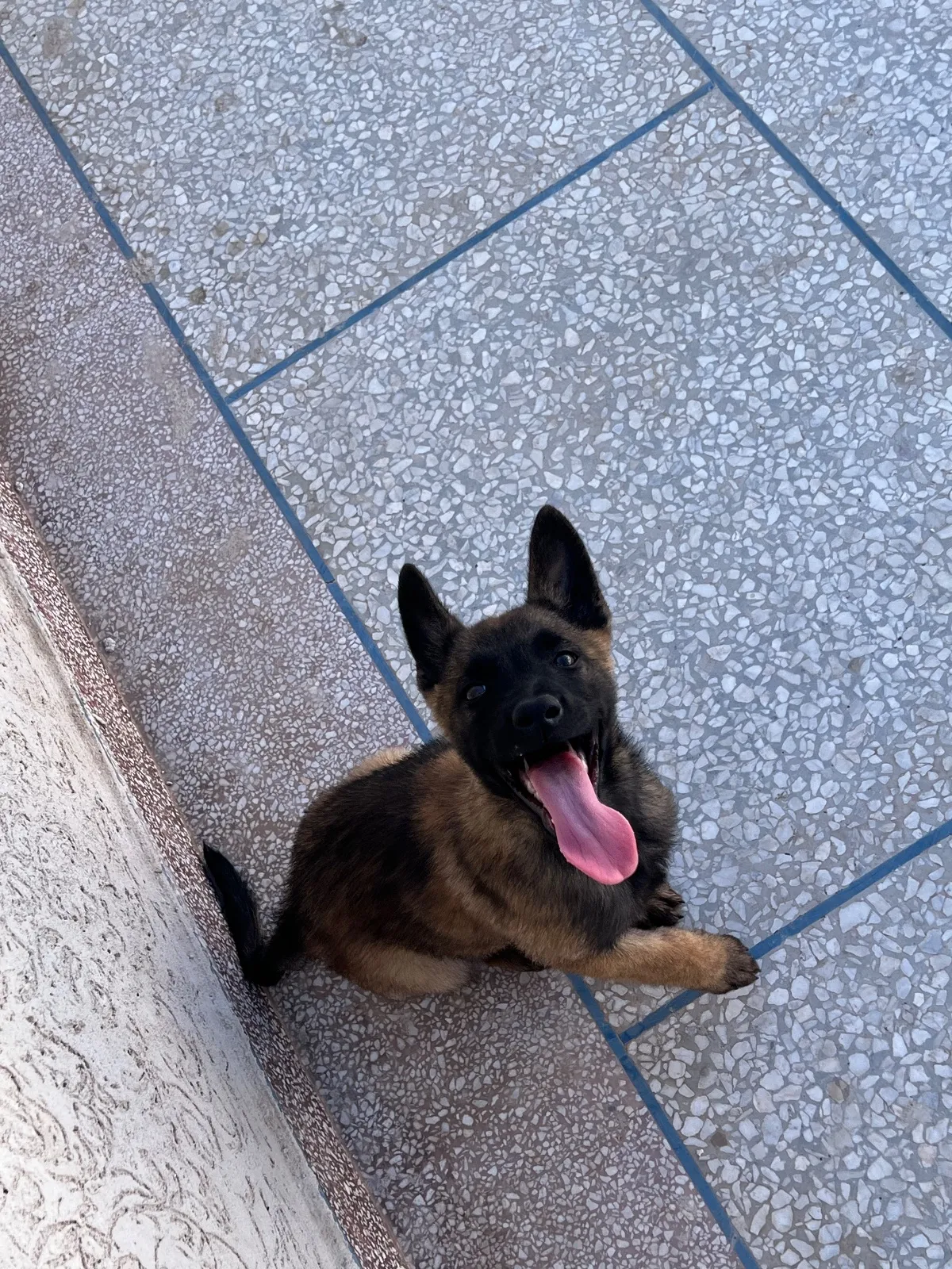 Whatsapp 0661688016Malinois charboni avec carnet de vaccination - الدار البيضاء (2)