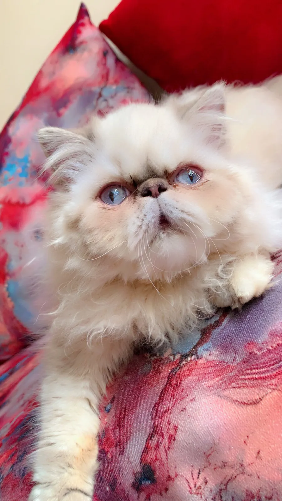 Chat male et femelle persian pure race - بوسكورة