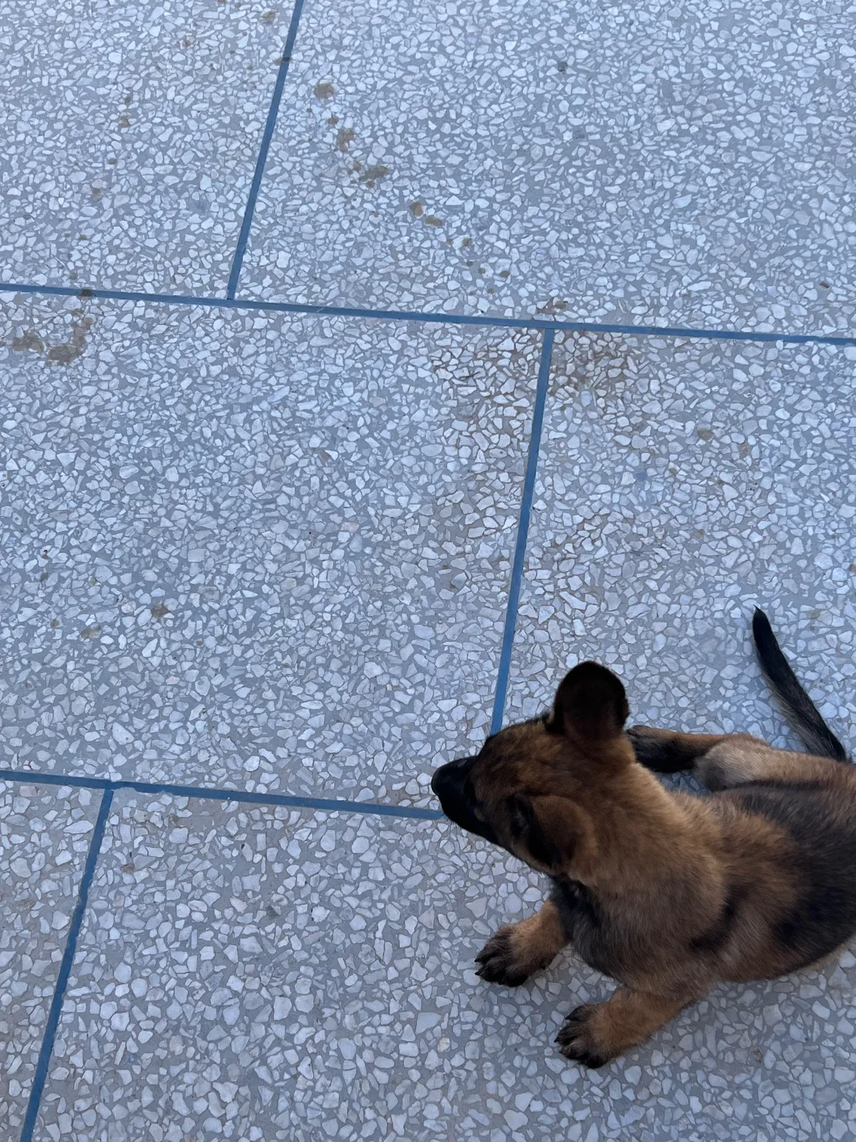 Whatsapp 0661688016Malinois charboni avec carnet de vaccination - الدار البيضاء (5)
