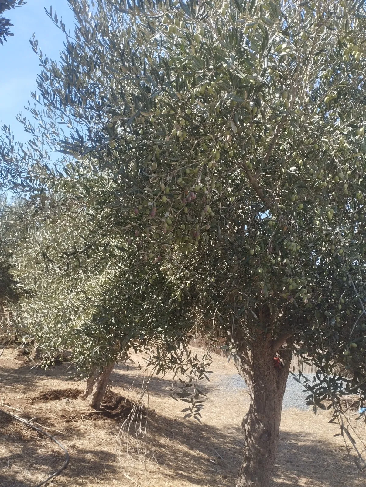 Olives à vendre - الدار البيضاء