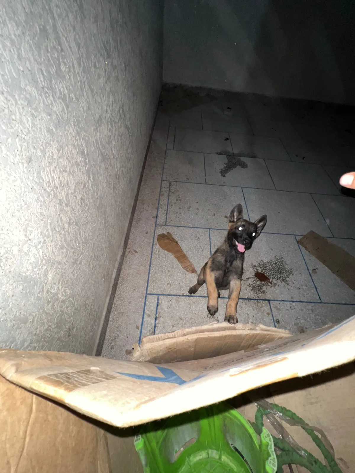 Whatsapp 0661688016Malinois charboni avec carnet de vaccination - الدار البيضاء