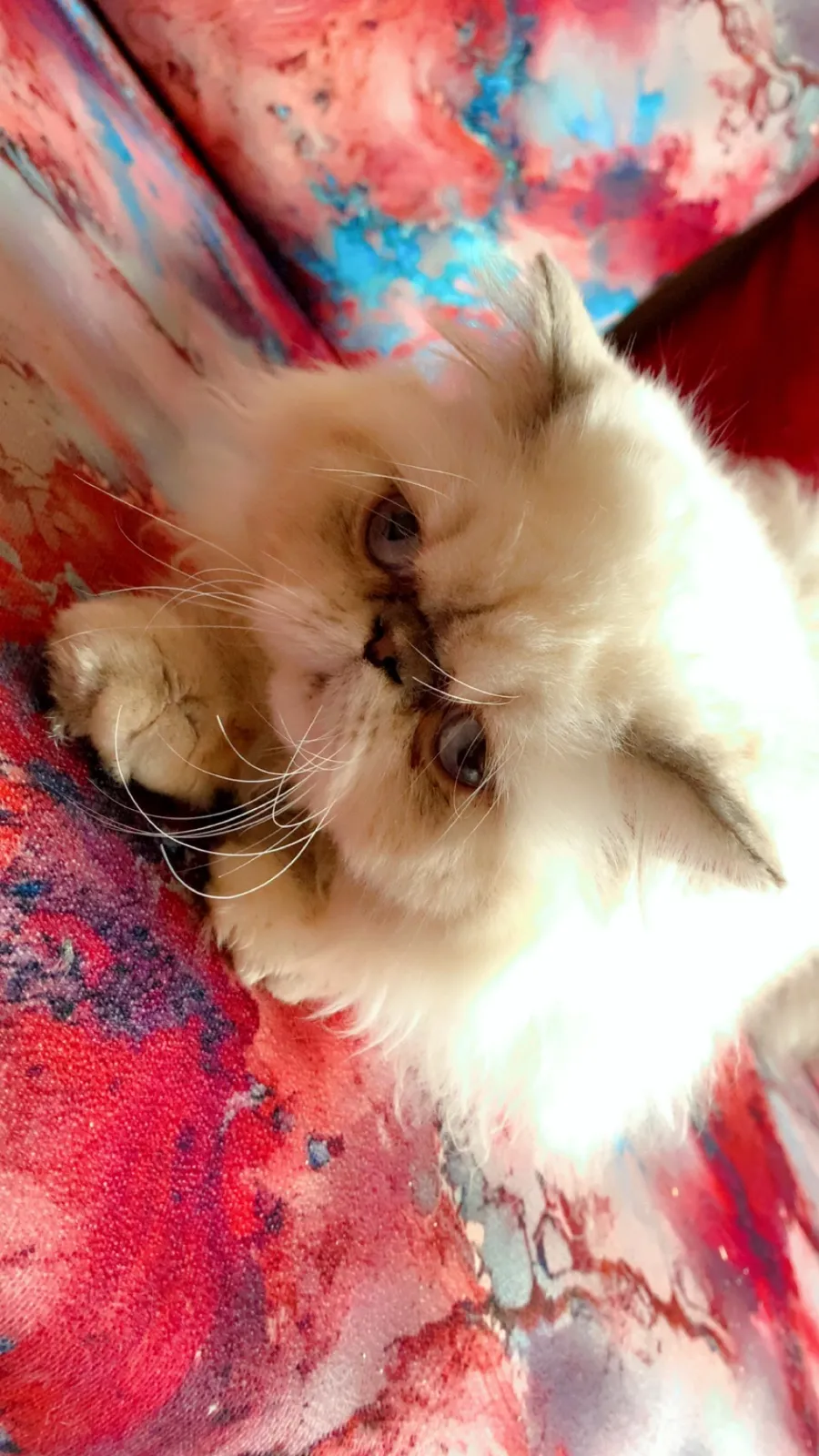 Chat male et femelle persian pure race - بوسكورة (3)