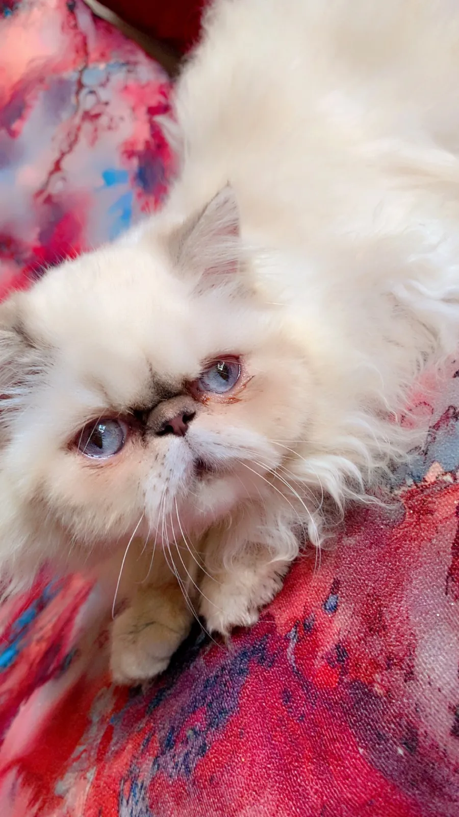 Chat male et femelle persian pure race - بوسكورة (4)